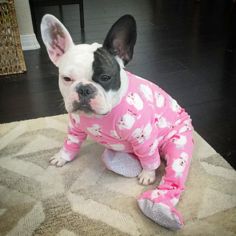 french bulldog in pajamas