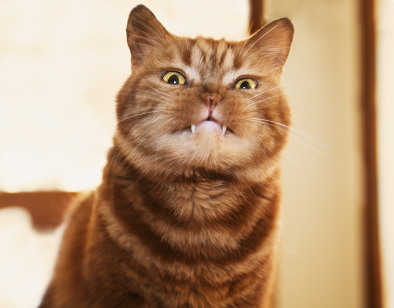 British shorthair cat with fangs out