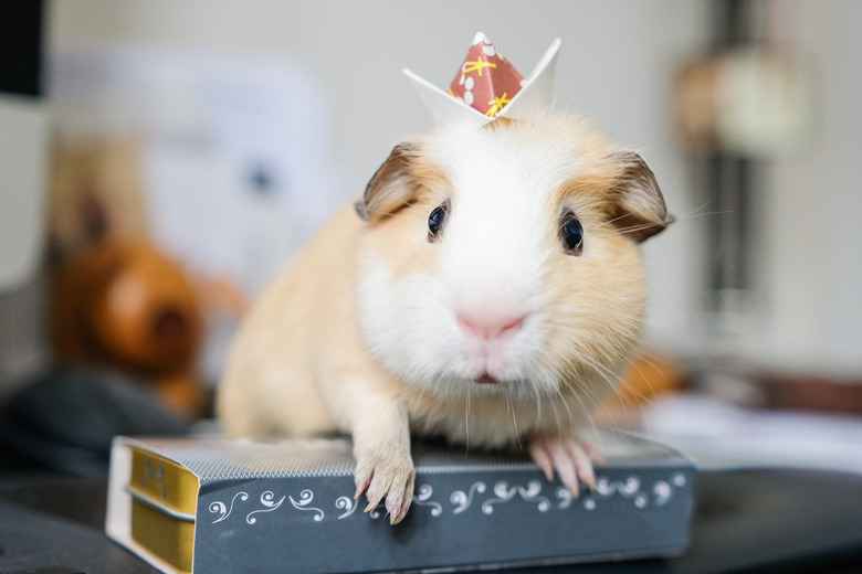 Baby guinea pig with an origami crown on head