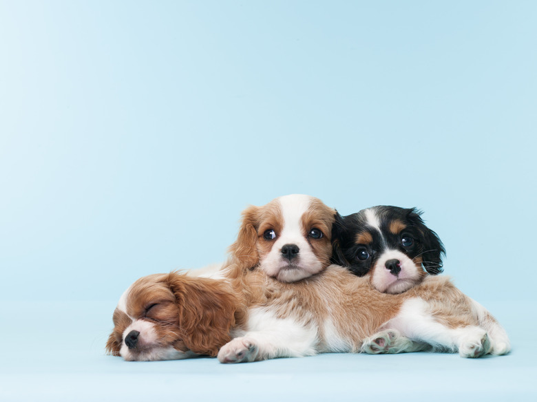 Cavalier King Charles Spaniel Puppies