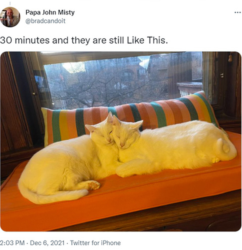 Identical cats sleeping cheek to cheek on window seat