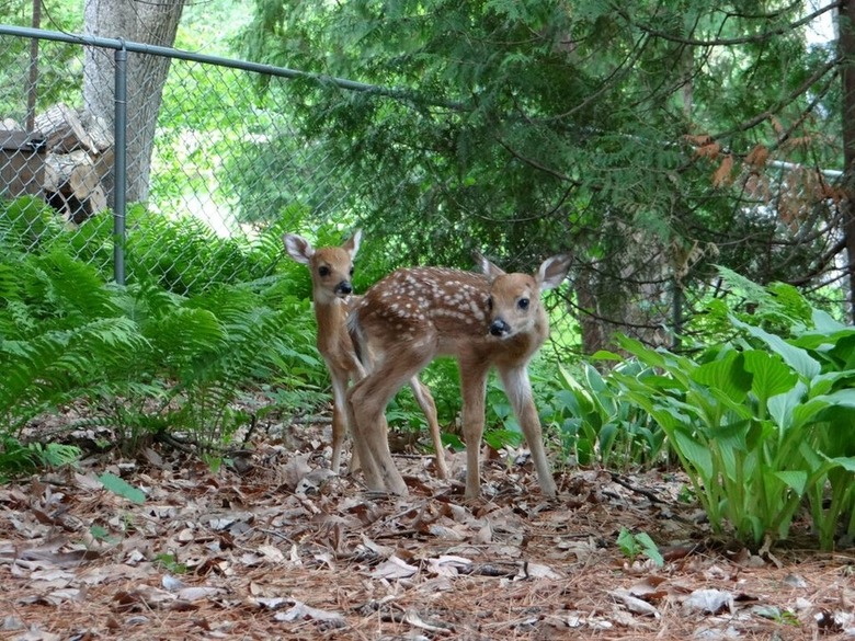 Twin baby deer