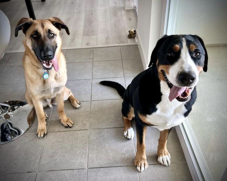 Two happy dogs with their tongues out.