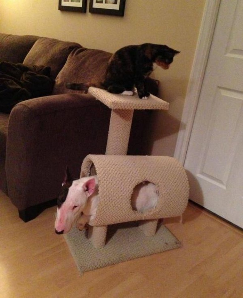 Bull Terrier sits in cat tower.