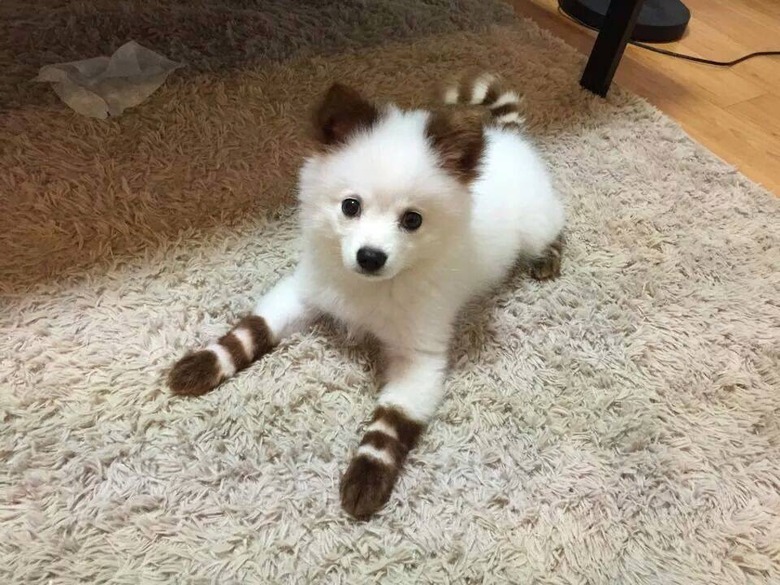 A white Pomeranian with dyed brown ears and brown bands on its legs and tail.