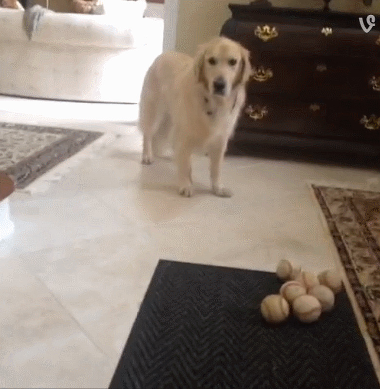 A golden retriever tries and fails to catch a rolling baseball.