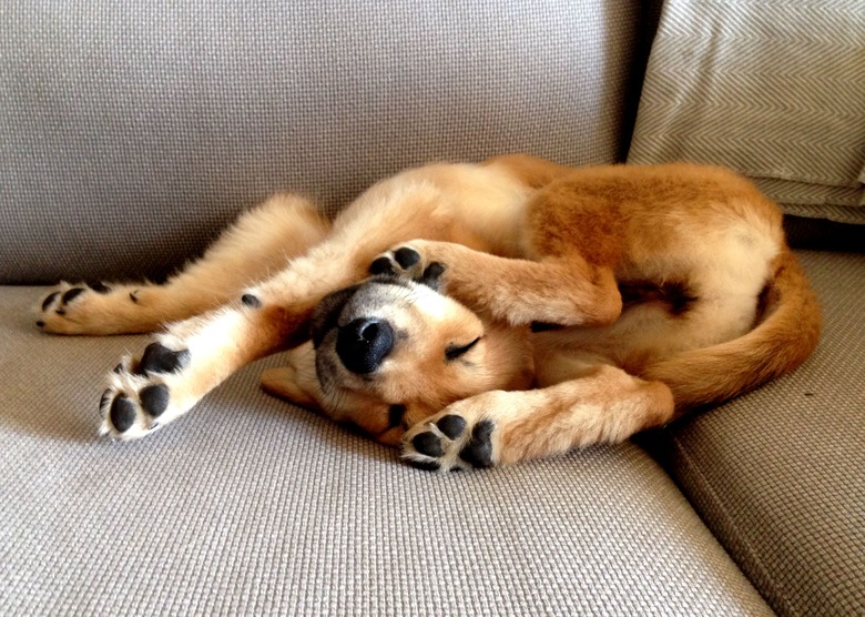 A dog on a couch has its legs and forelimbs in an awkward position.