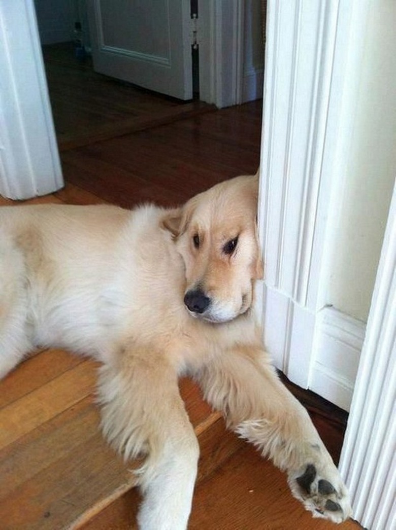 A golden retriever slouches against a door frame.