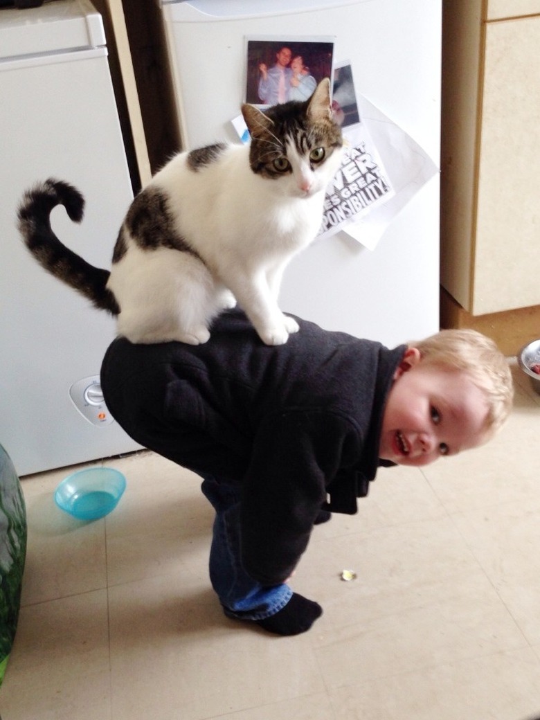 cat jumps on boy's back