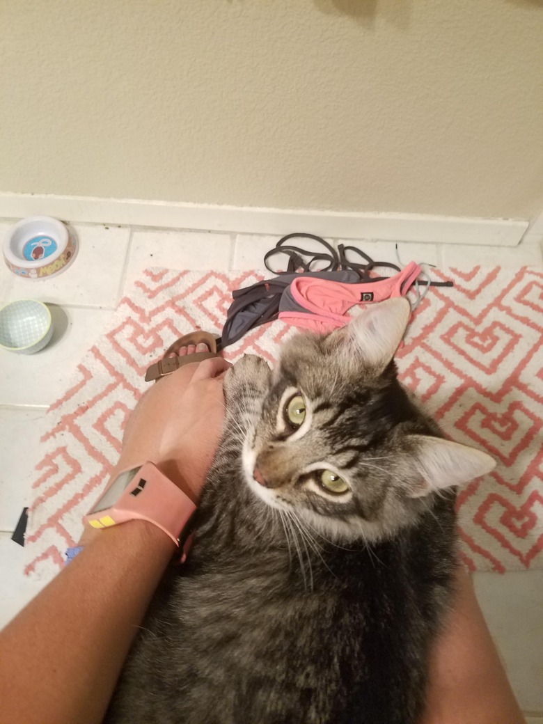 cat only sits on woman's lap when she's pooping