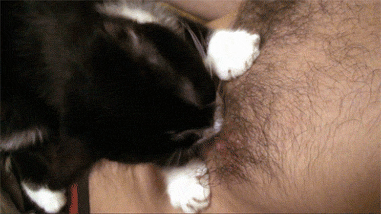 cat bites man's belly button