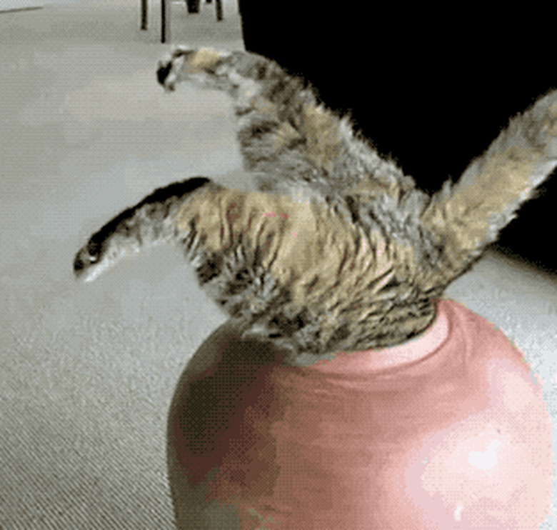 cat tries to squeeze into vase