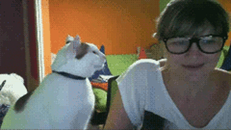 funny cat insists on knocking woman's glasses off