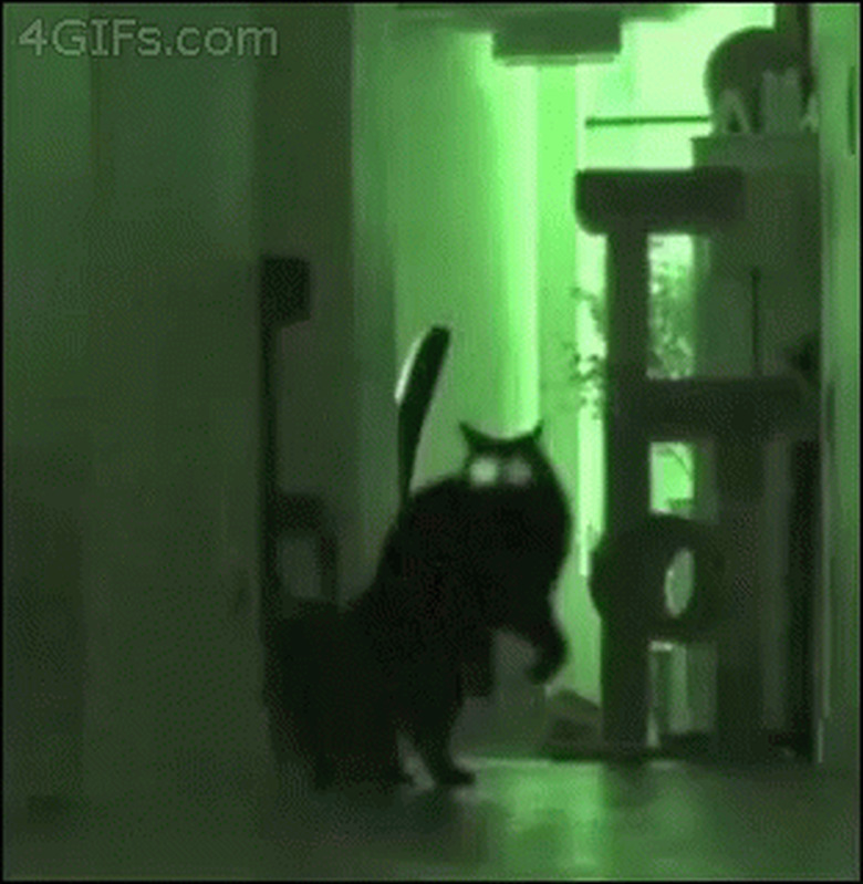 spooky cat in night vision mode