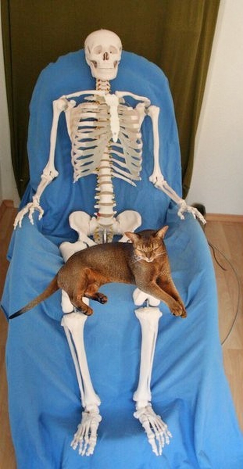 cat sleeps on skeleton