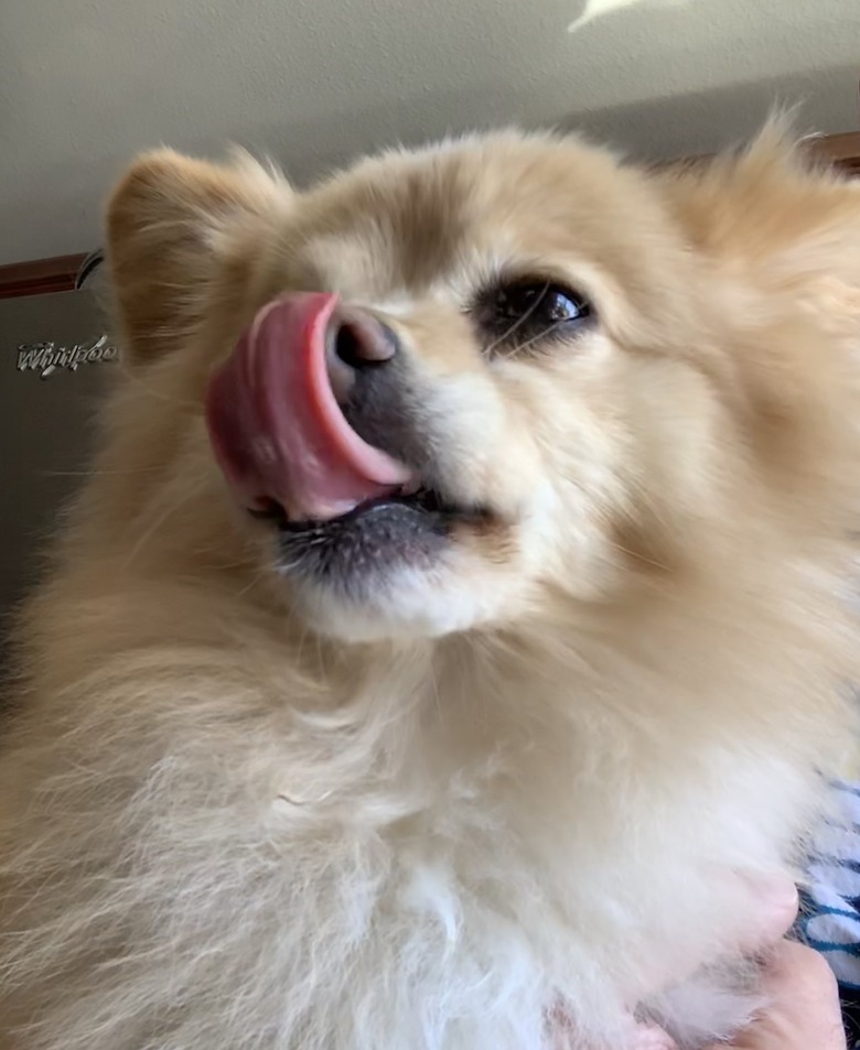 Pomeranian breaks into package of Hawaiian rolls.