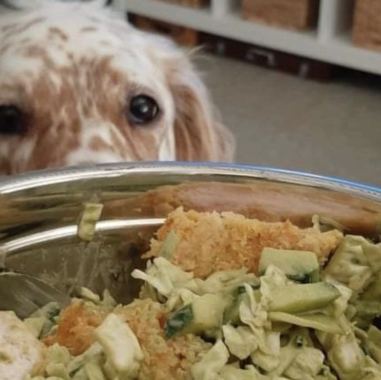 English setter dog looking at their pet parents over a bowl of food.