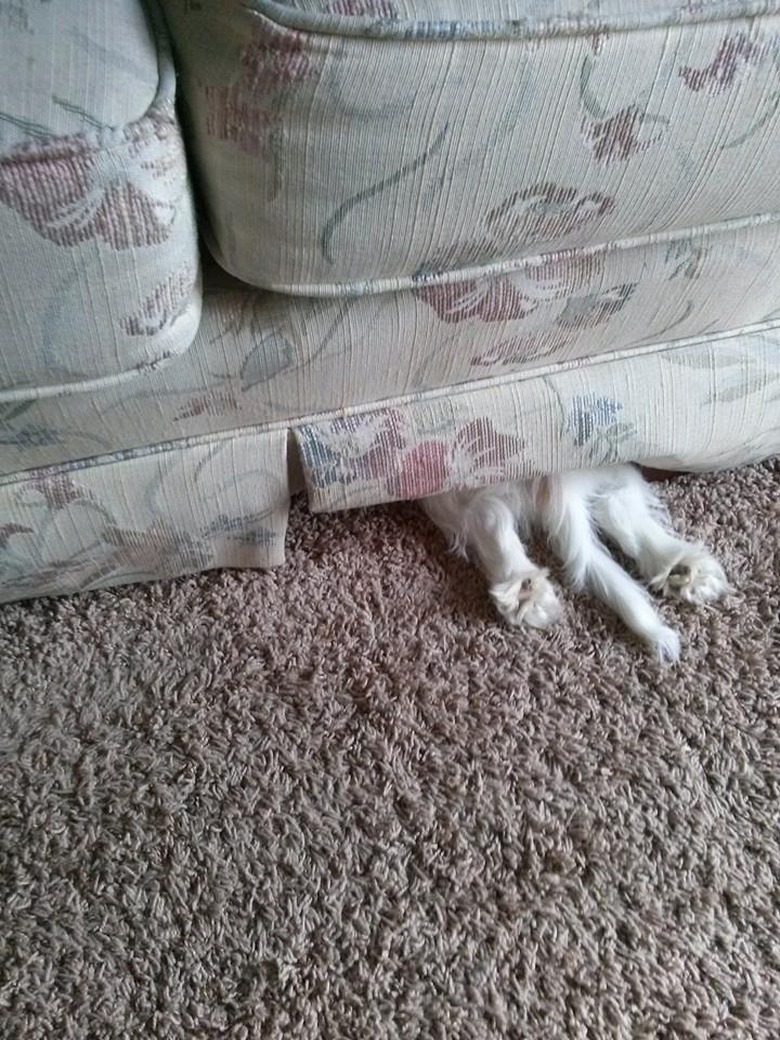 Little dog hiding under couch.