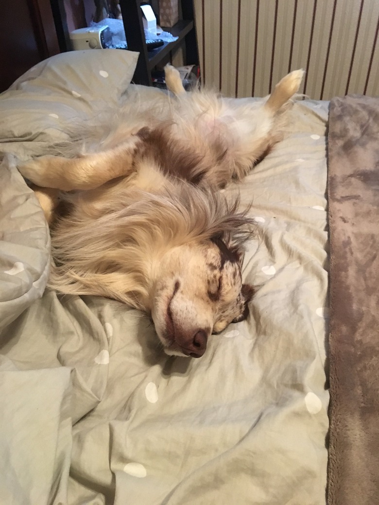 Dog stole bed and is very comfy.