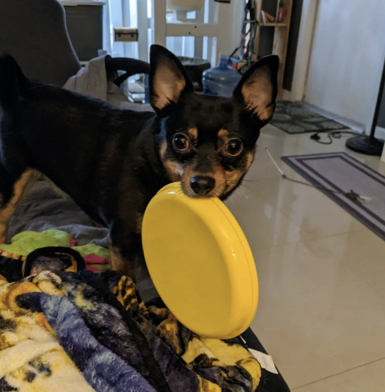 Small black and brown dog holding a yellow dish in their mouth and looking at the camera.