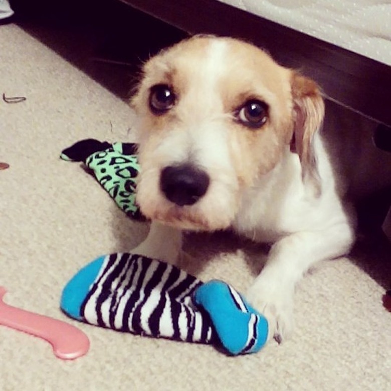 Dog stealing socks and looking remorseful.