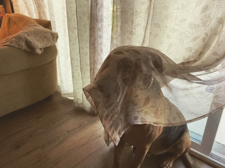 A dog hiding under sheer curtain.