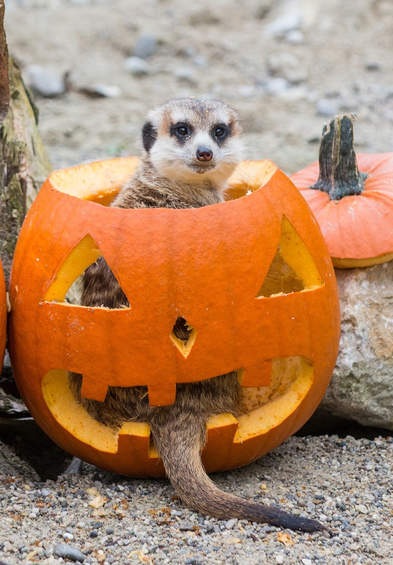 Meerkat sitting in a jack-o'-lantern.