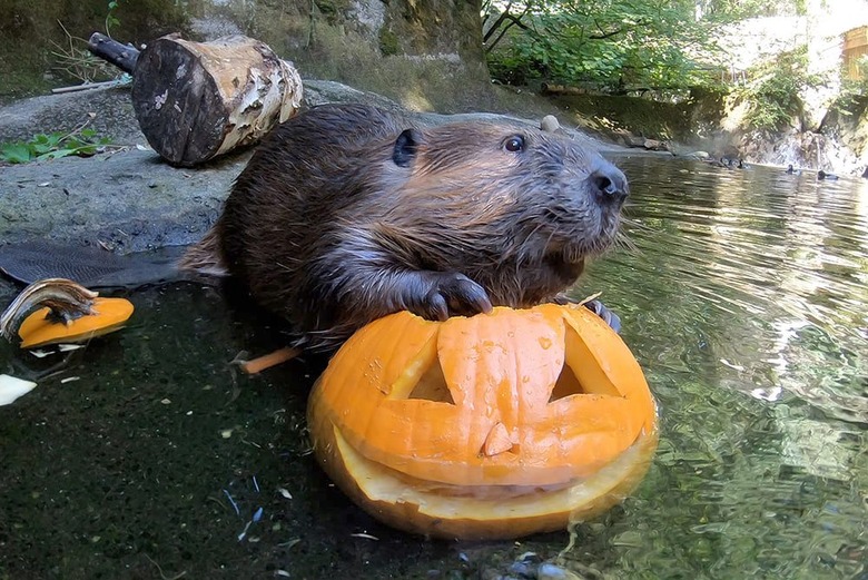 Beaver holding a jack-o'-lantern underwater.