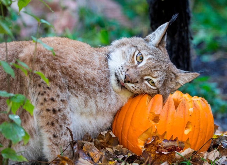 Bobcat pressing their head against a carved pumpkin.