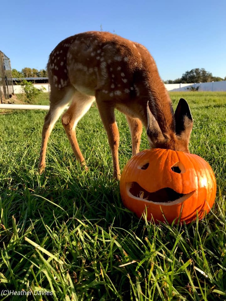 Fawn sticking their head in a jack-o'-lantern.