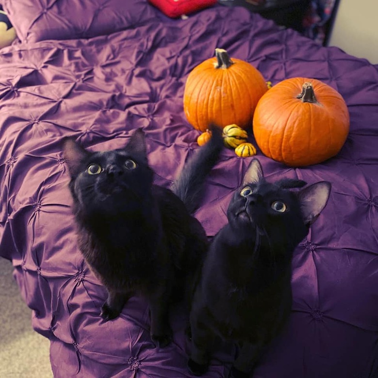 Two black cats looking up from a bed with pumpkins resting on top.