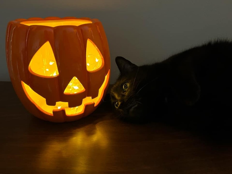 cat staring at pumpkin