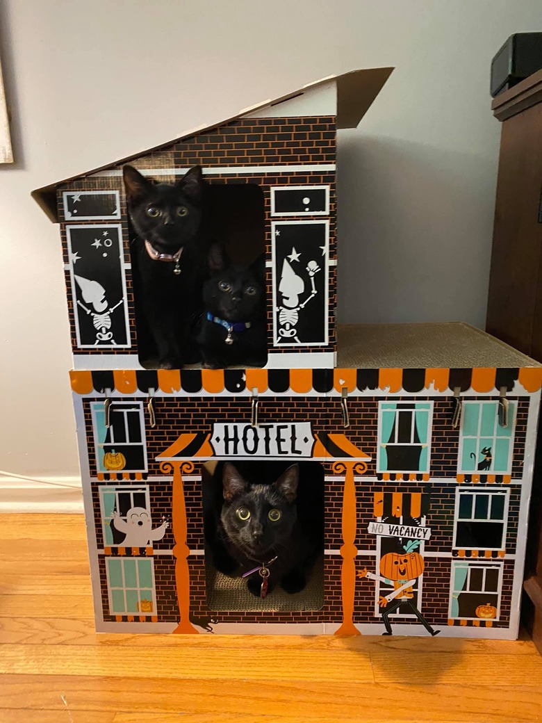 black cats in a halloween-themed box.