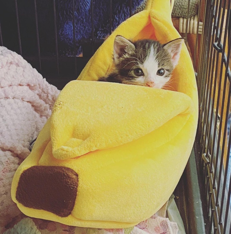 kitten sleeping in banana bed