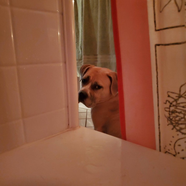 Dog standing guard outside bathtub