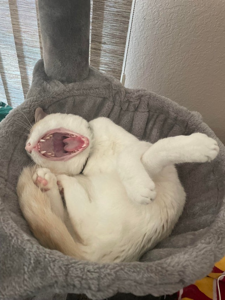 Cat curled up on its back mid-yawn