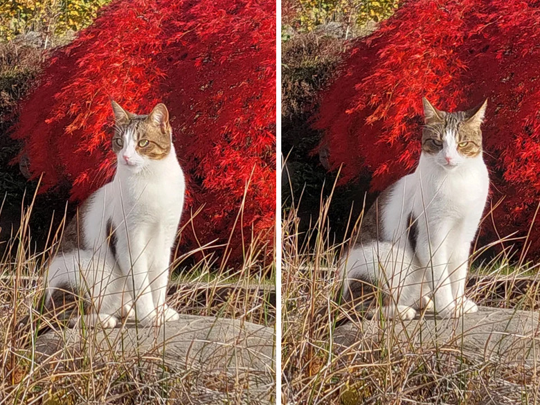 Cat glaring at camera