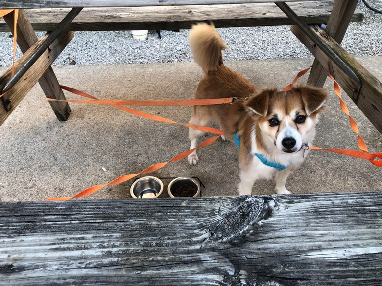 Dog standing under picnic table with leash tangled in legs