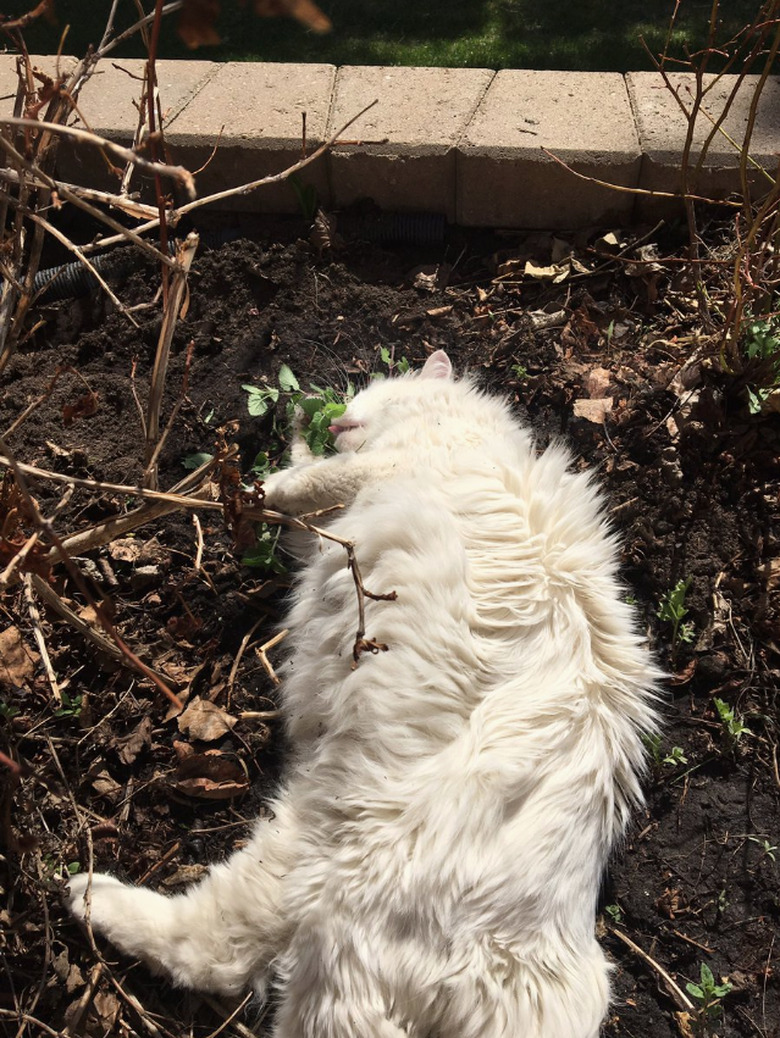 16 cats overdosing on the nip