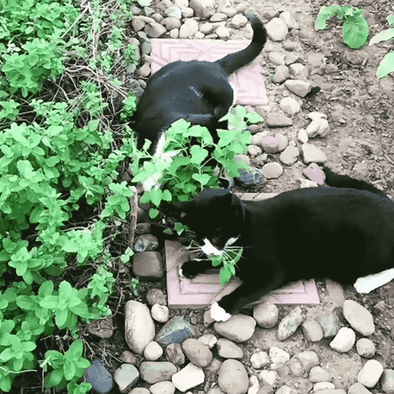 16 cats overdosing on the nip