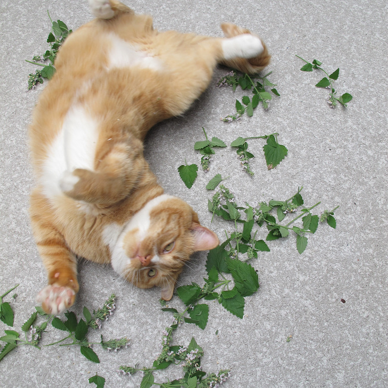 16 cats overdosing on the nip