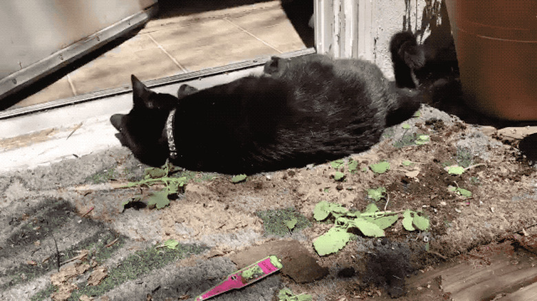 16 cats overdosing on the nip