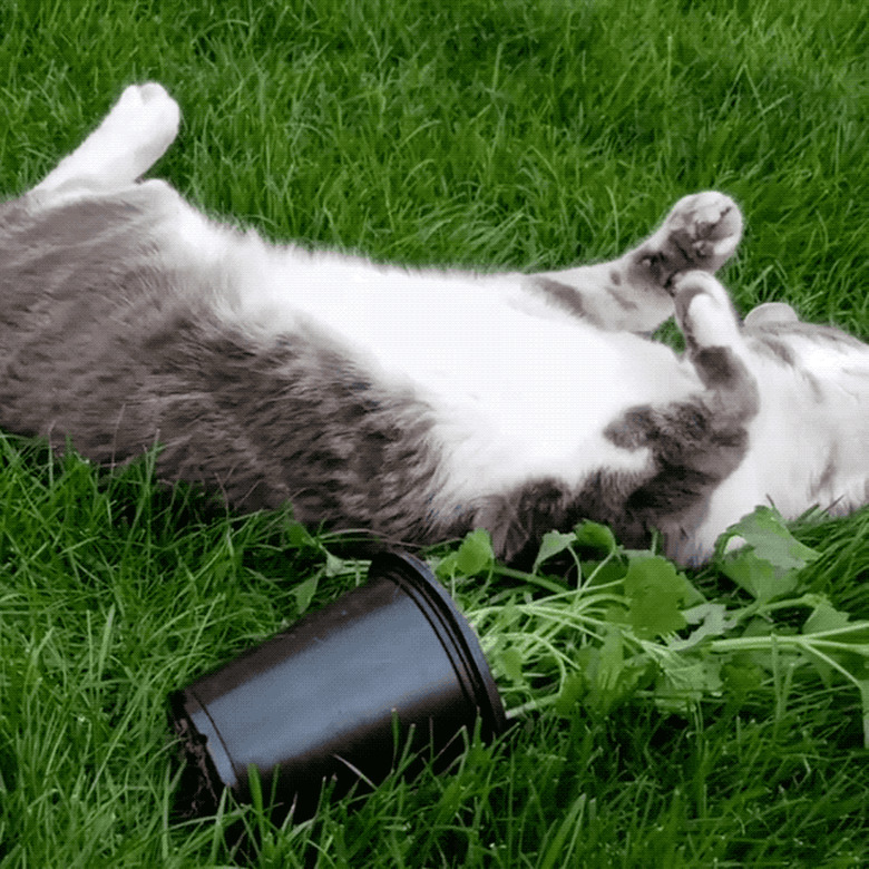 16 cats overdosing on the nip