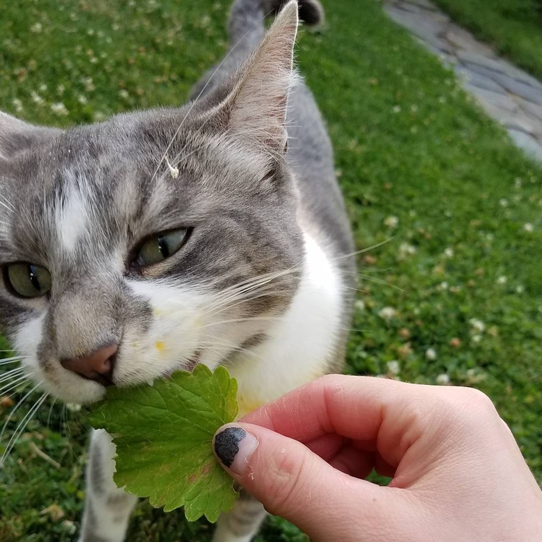 16 cats overdosing on the nip