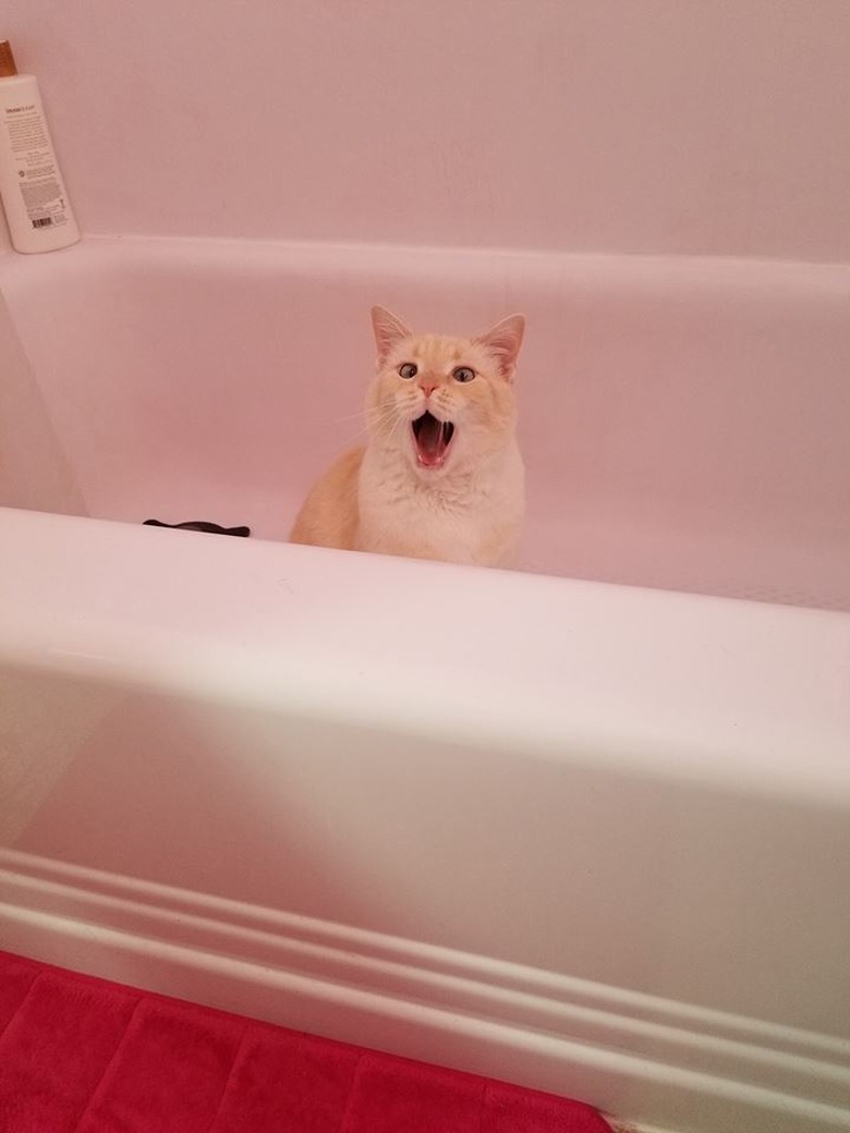 Cat yelling in bath.