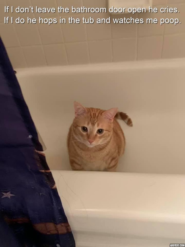 Cat sitting in empty bathtub.