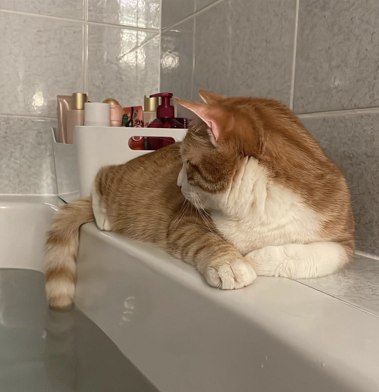 Ginger and orange cat on a bathtub ledge and putting their tail in the water.