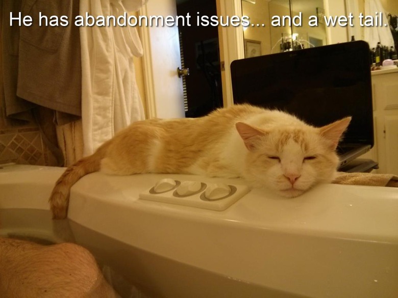 Cat laying next to full bathtub with tail in the water.