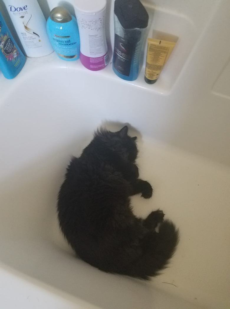 Sleeping cat curled up in bathtub.