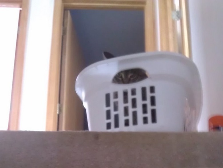 Cat hiding in laundry basket